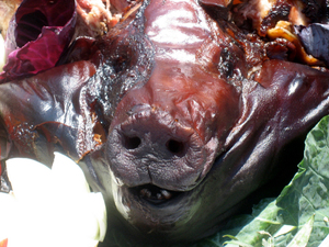 Pig_fest09